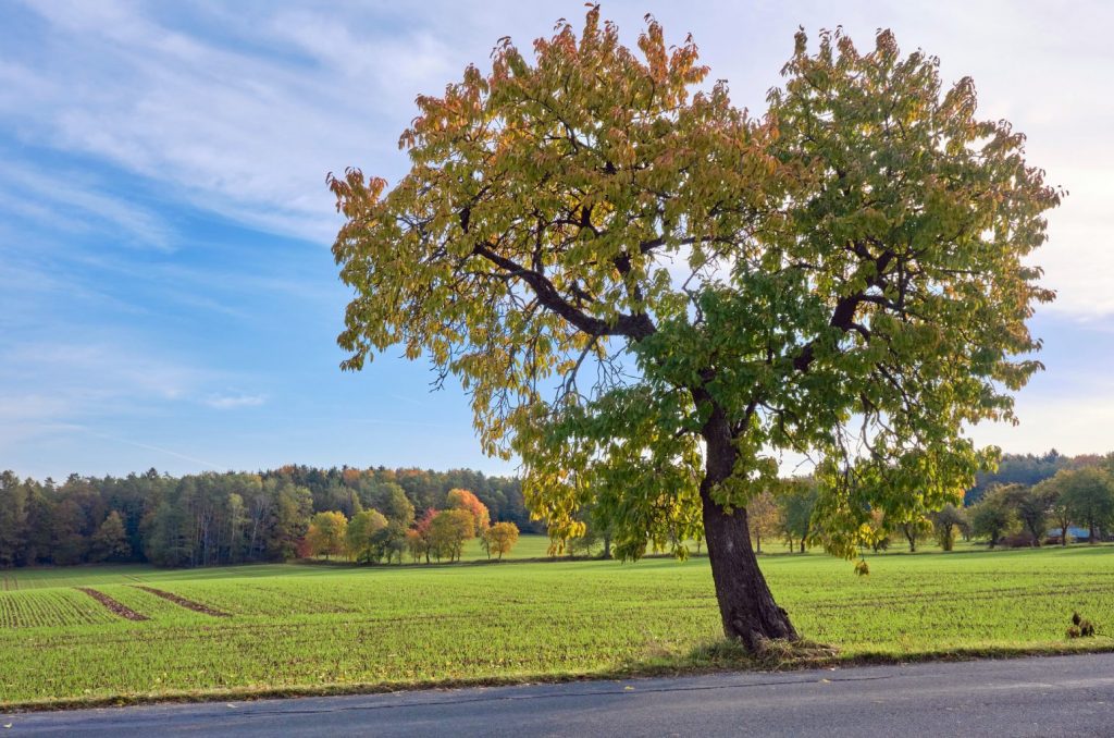 dead tree